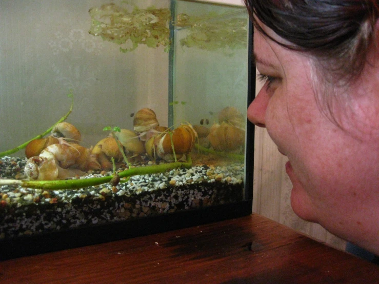 a close up of a person looking at an aquarium