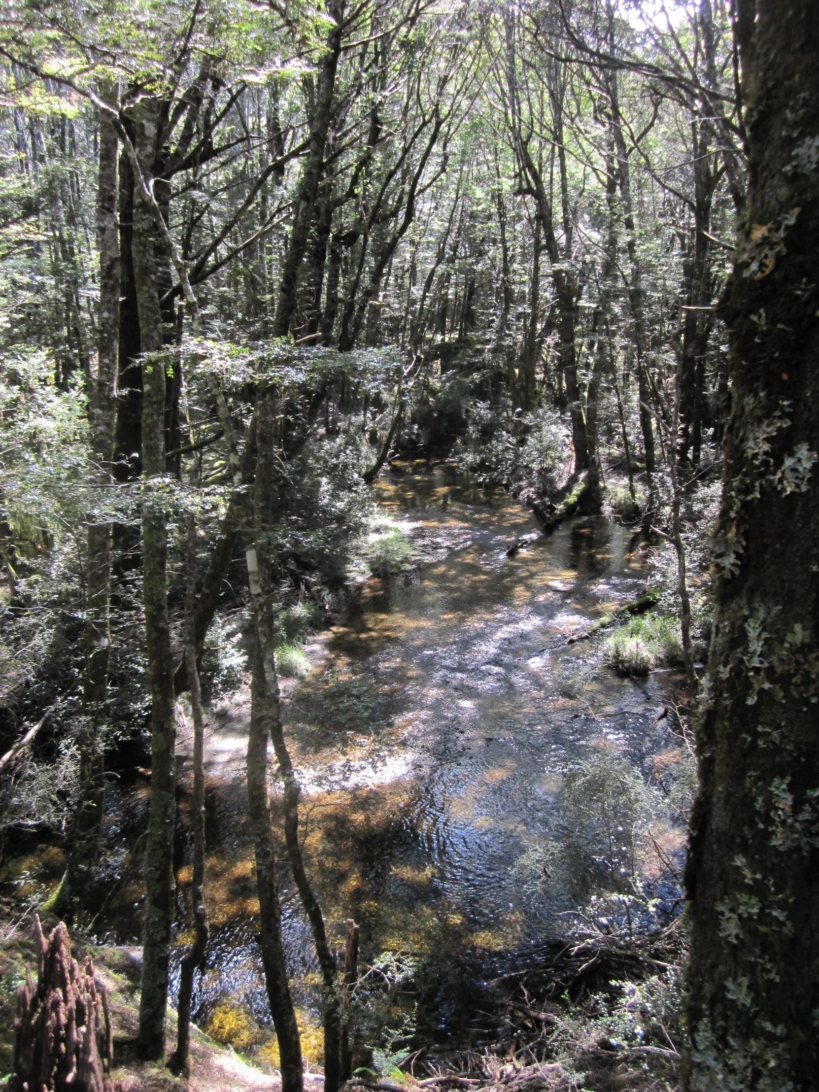 water flowing through the woods that looks like it has water in it