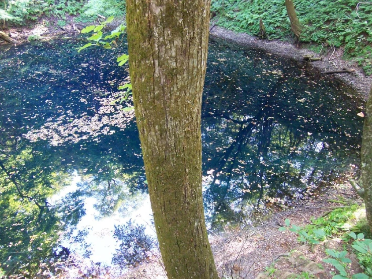 water in the woods is blue and clear