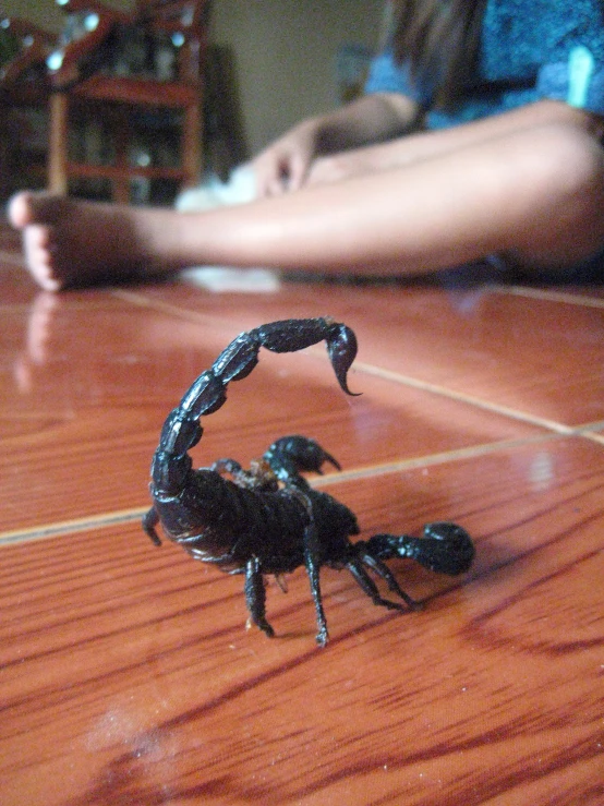 a small scorpion crawling on the floor with its claws