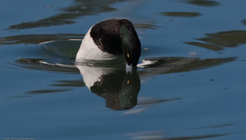 a duck sitting on a body of water