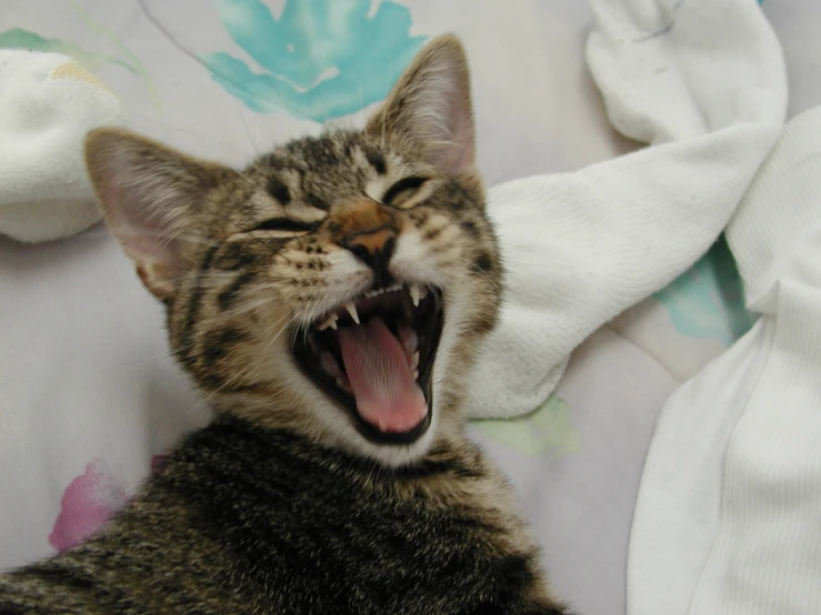 a cat laying on a blanket with its mouth open