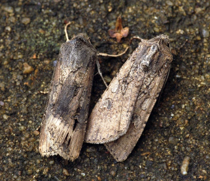 two wooden pieces sitting on top of a dirt ground