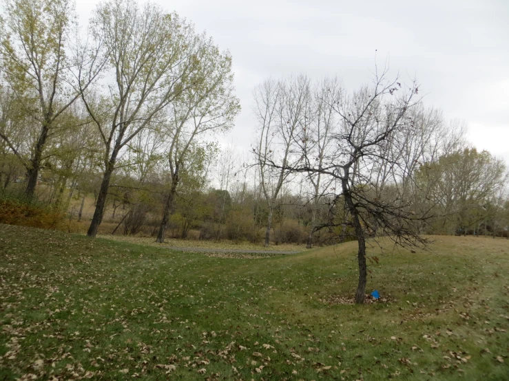 a fire hydrant in a field surrounded by trees