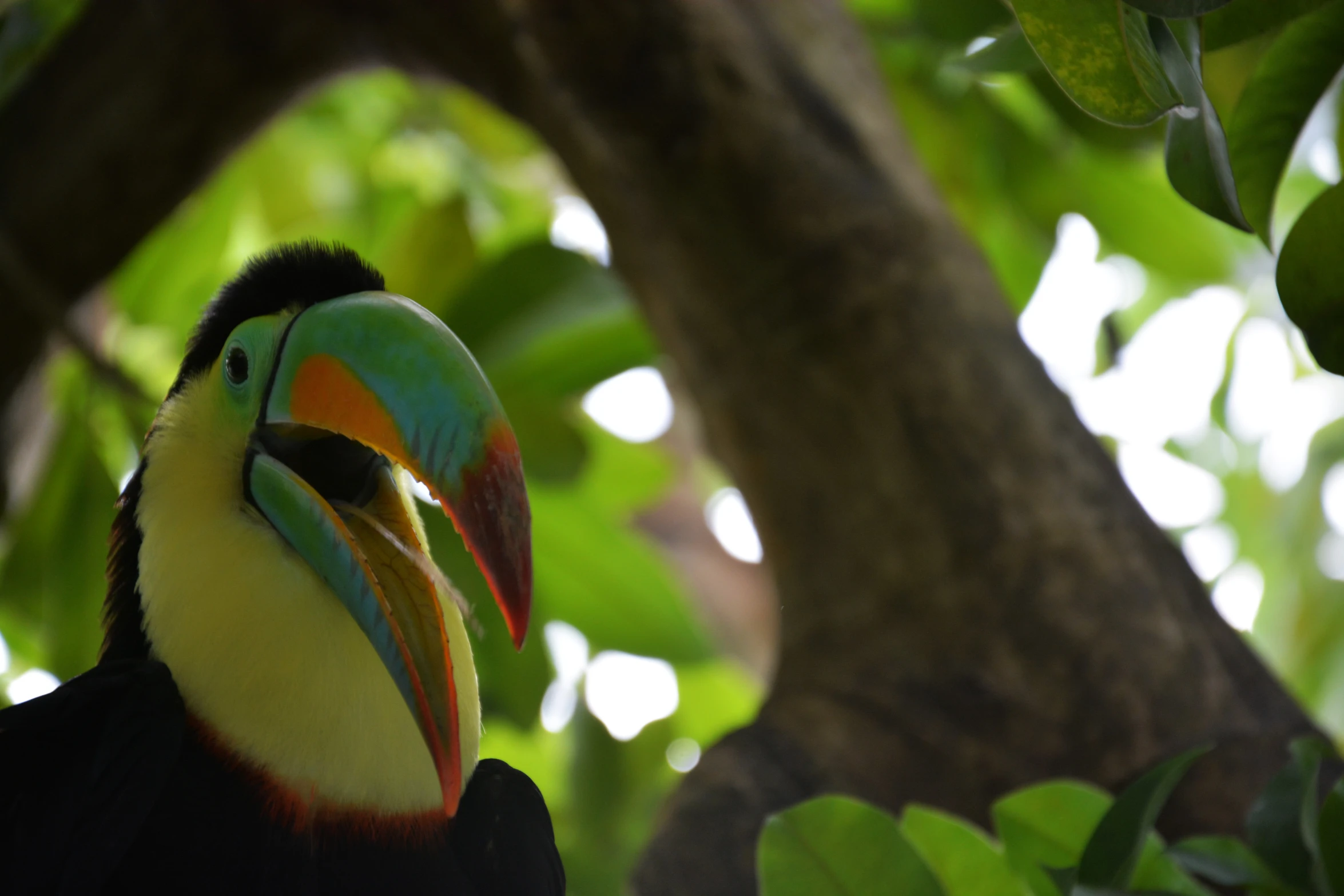 a colorful bird perched in the shade of a tree