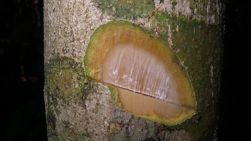 a tree with a slice cut off the trunk