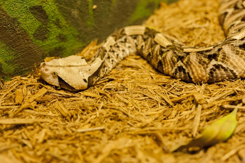 a large snake that is laying down in the dirt