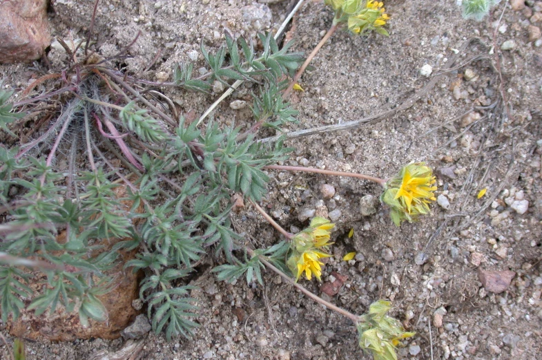 yellow flowers sprouting out of the dirt