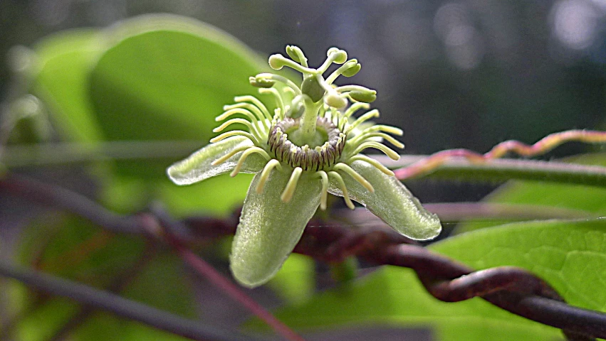 a green flower blooming on a nch with dark foliage