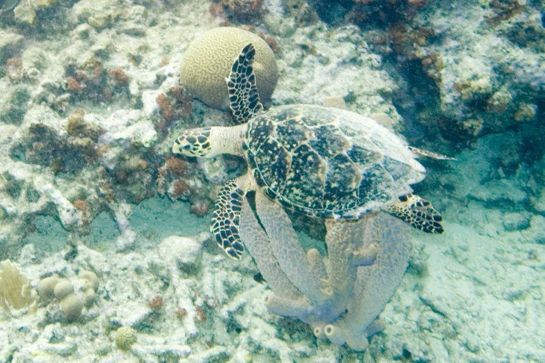 two sea turtles in an area with seaweed and coral