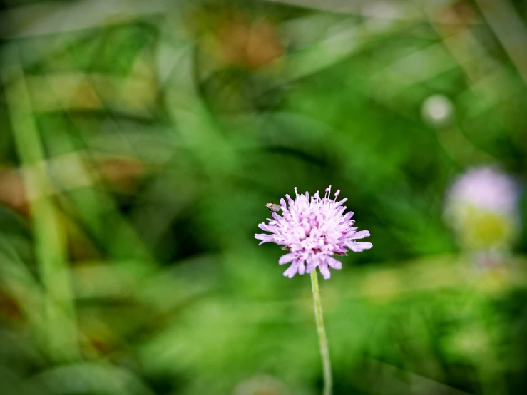 a flower is growing in the green foliage
