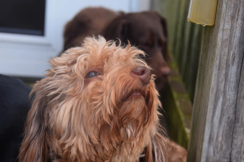 two dogs staring in opposite directions with one on one side of the door