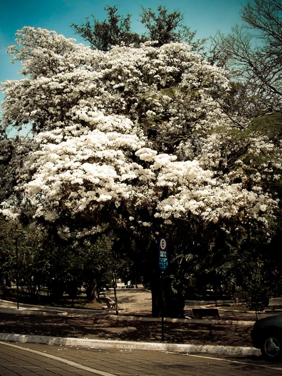 large tree covered in white blossoms on a sidewalk