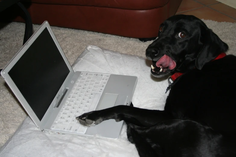 a black dog laying next to a laptop