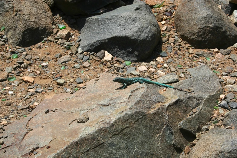 a lizard laying on a rock near rocks