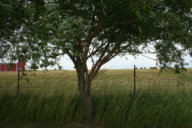 a field with a tree and cattle behind it