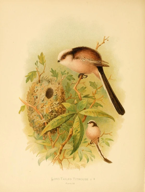 vintage bird illustration of a finch in a tree