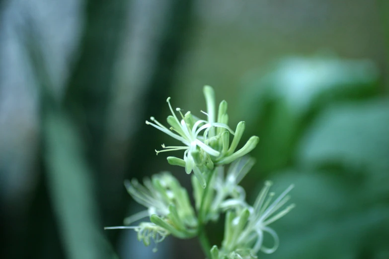 an unfurnished flower bud with a blurred background