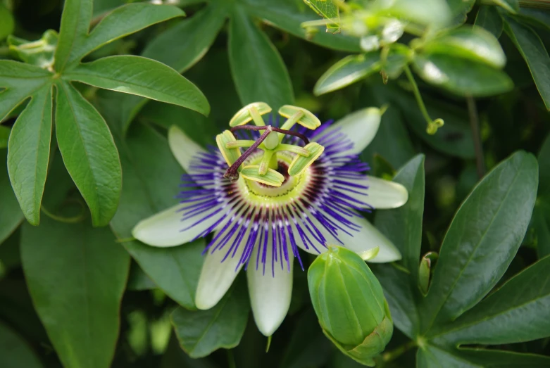 the large purple flower is on a tree