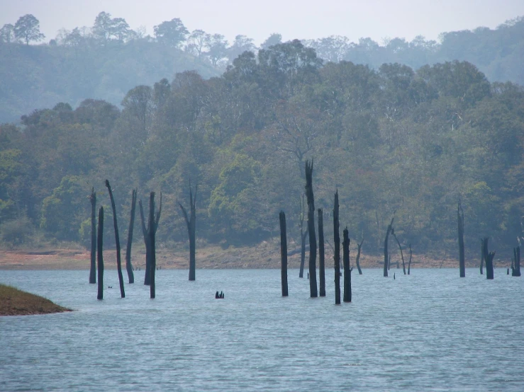 several dead tree trunks floating in the water