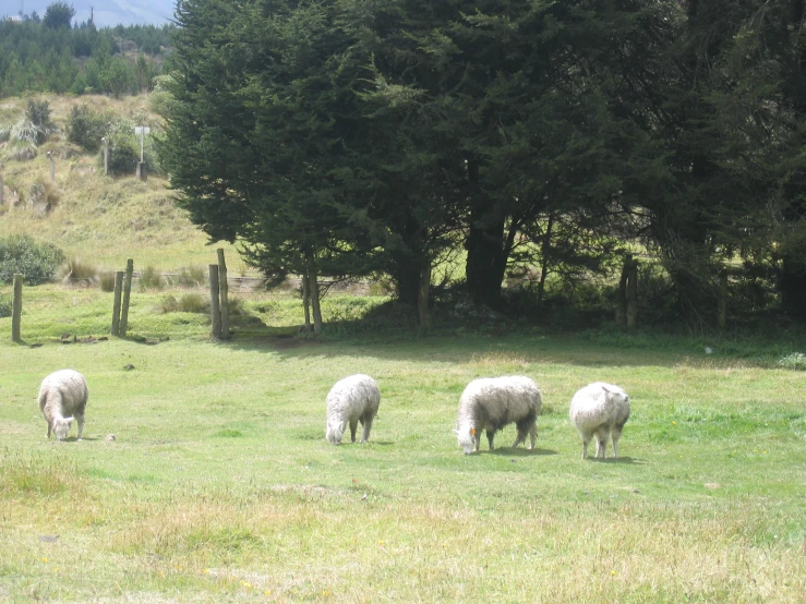 several sheep are grazing on the grassy field