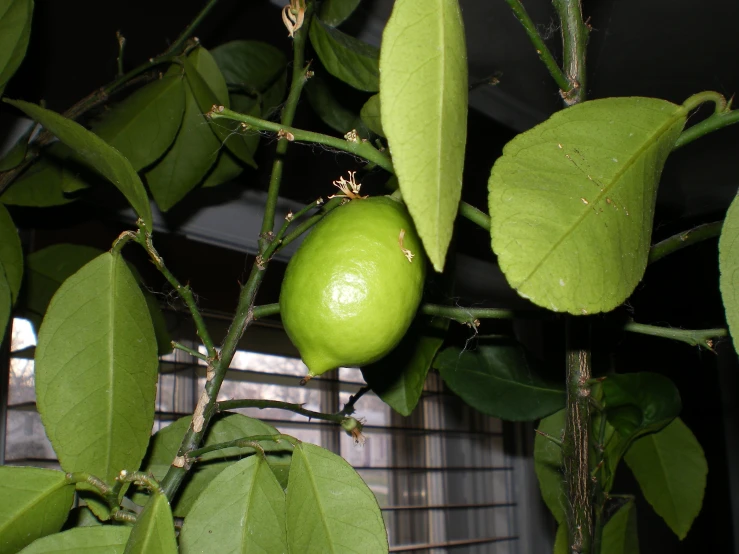 a tree with fruits growing on it in a building