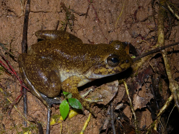 an animal that is sitting in the dirt