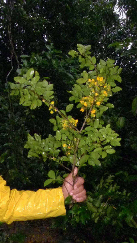 man in yellow jacket and water - proof coat inspecting the top of a tree