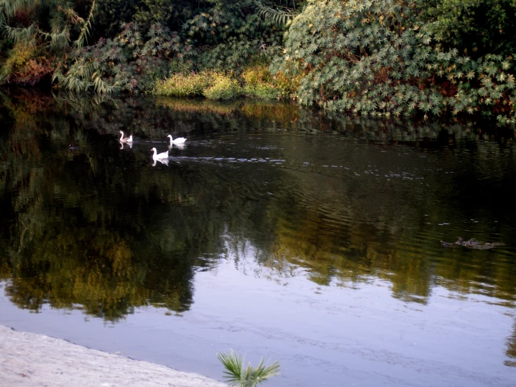 three geese swimming across a lake in the woods