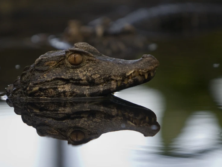 a close up s of a crocodile's face and eyes