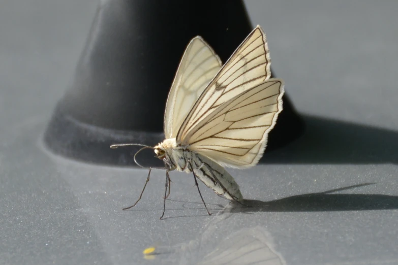 an insect sits on a surface next to a hat