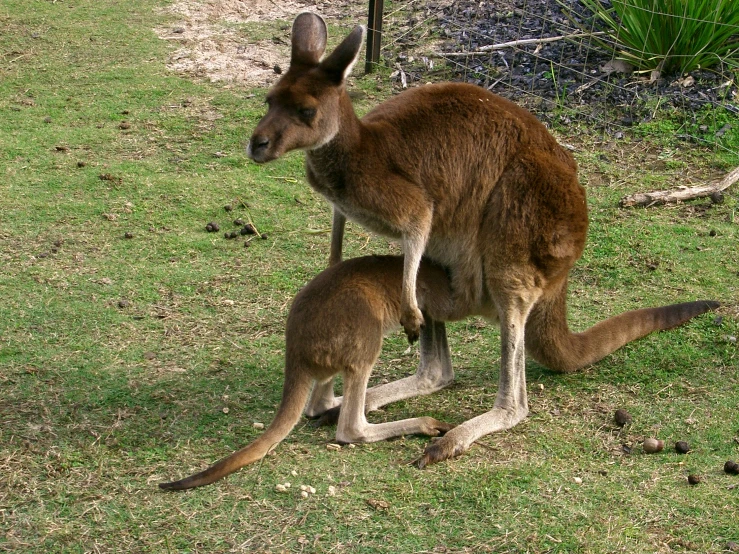 a mother kangaroo standing next to her baby