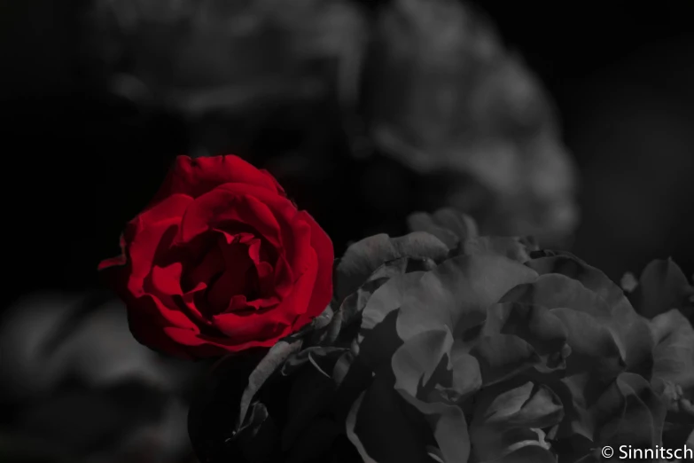 a red rose sits between two black leaves