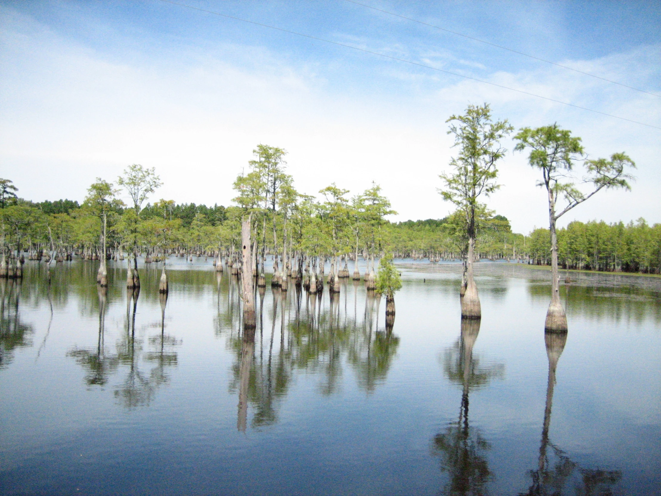 the flooded water in the swamp is almost clear