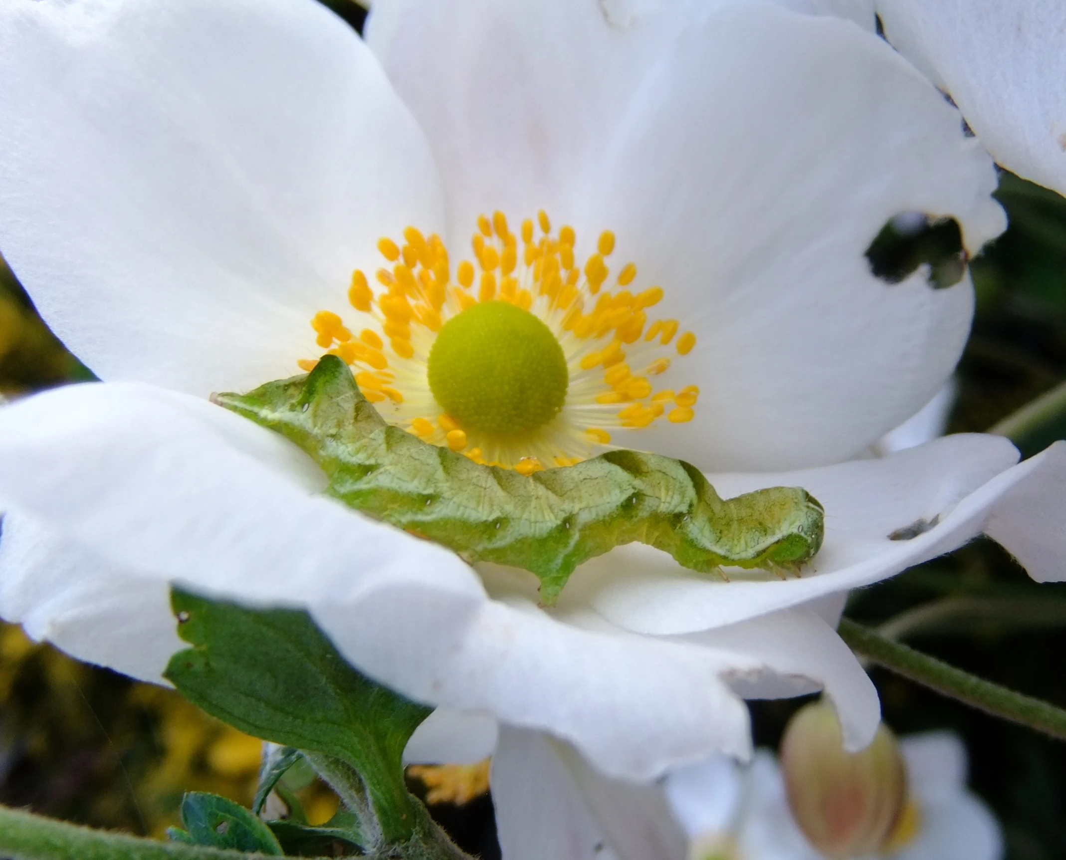 a closeup s of a white flower with yellow stamen