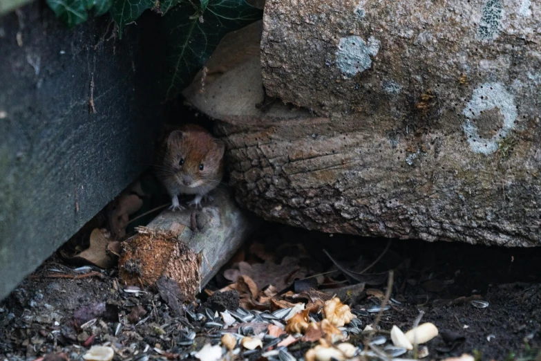 a mouse that is sitting in the dirt, sitting on a log, in the yard, next to a plant, mouth in the bark