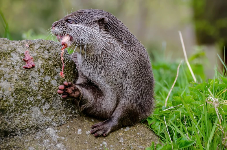 a large otter sitting on top of a rock, by Slava Raškaj, pexels contest winner, hurufiyya, eating outside, silver, detailed », artery