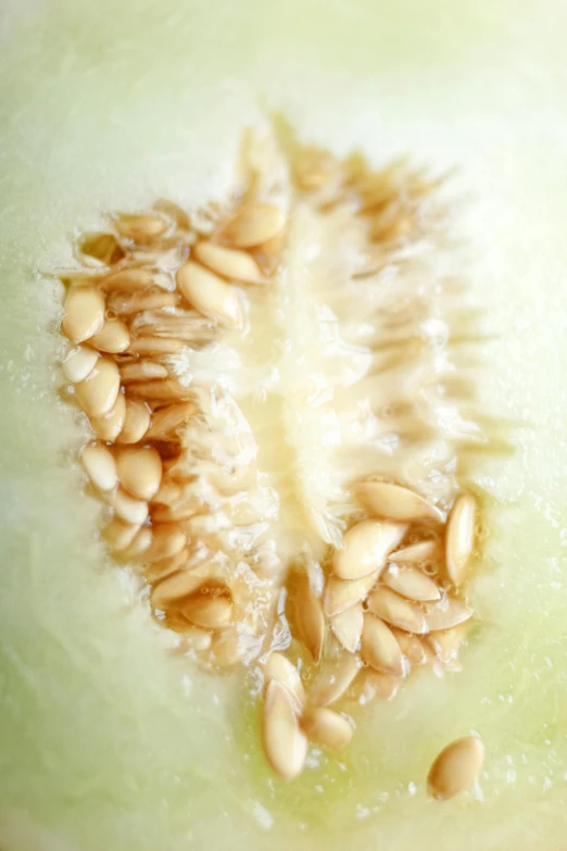 a close up of a melon cut in half, a macro photograph, by David Simpson, hurufiyya, with celadon glaze, seeds, white, in rows