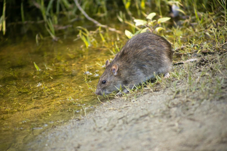 a rat that is sitting in some water, by Peter Churcher, unsplash, on a riverbank, nuttavut baiphowongse, museum quality photo, digital image