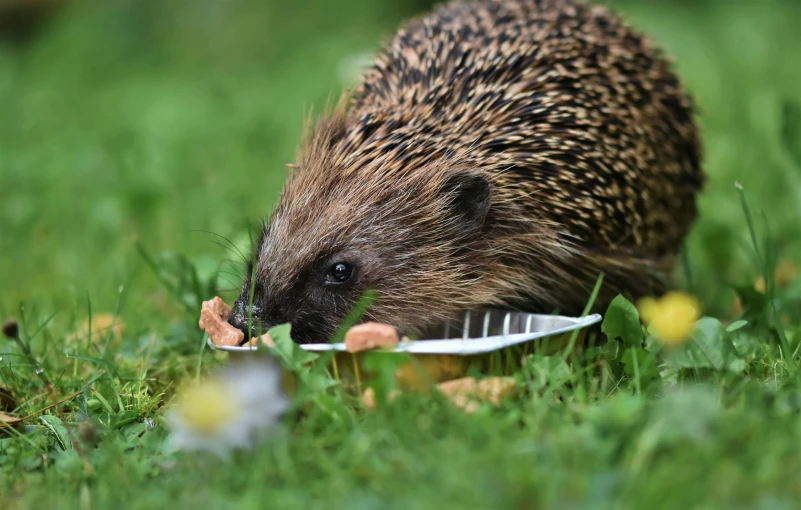 a hedge eating food on a plate in the grass, pexels contest winner, spiky, bowl, 🦩🪐🐞👩🏻🦳, picnic