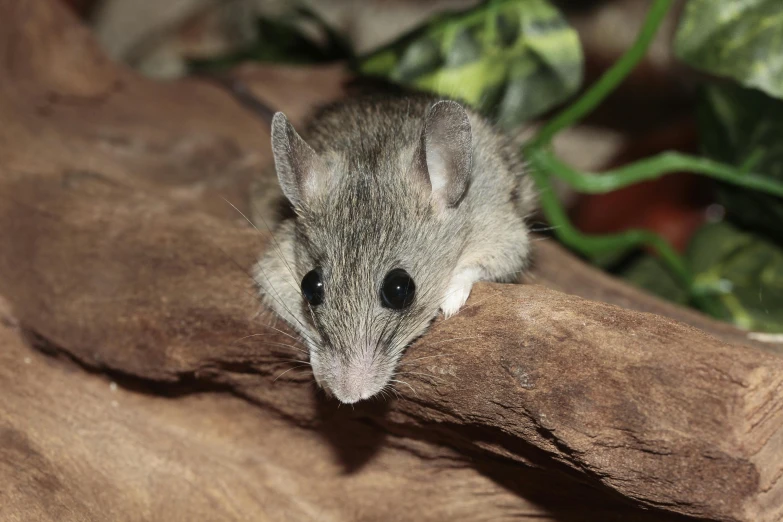 a small mouse sitting on top of a piece of wood, by Elizabeth Durack, trending on pexels, mingei, grey ears, straya, samburu, a small
