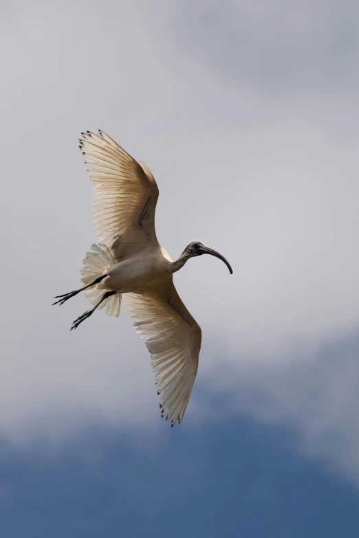 a white bird flying through a cloudy sky, a picture, by Peter Churcher, arabesque, tusks, full frame image, a horned, kek