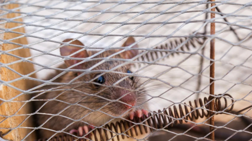 a close up of a mouse in a cage, by Matt Cavotta, shutterstock, renaissance, male emaciated, emergence of the pizza rat, gray, brown