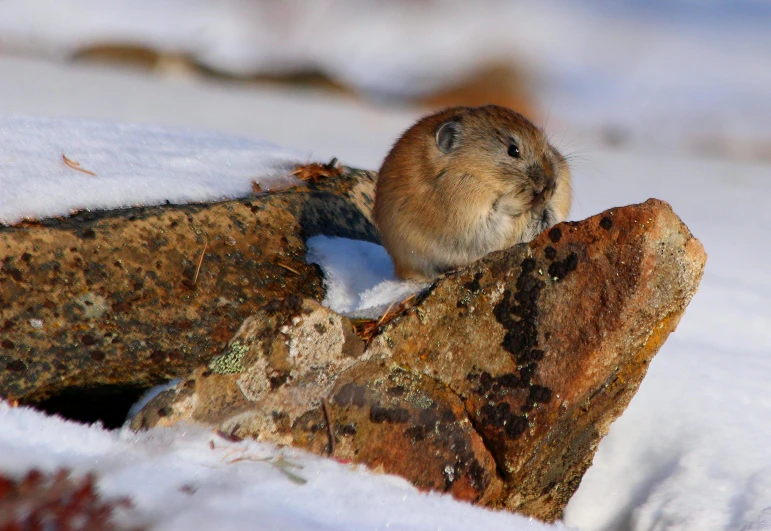 a small rodent sitting on a rock in the snow, am a naranbaatar ganbold, wildlife preservation, illustration »