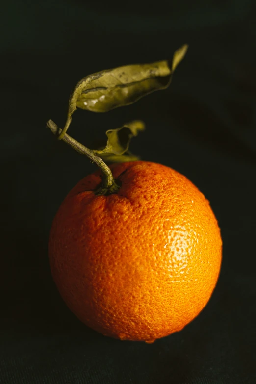 a close up of an orange on a black background, a still life, by David Simpson, taken in the mid 2000s, portrait of tall, seasonal, uncrop