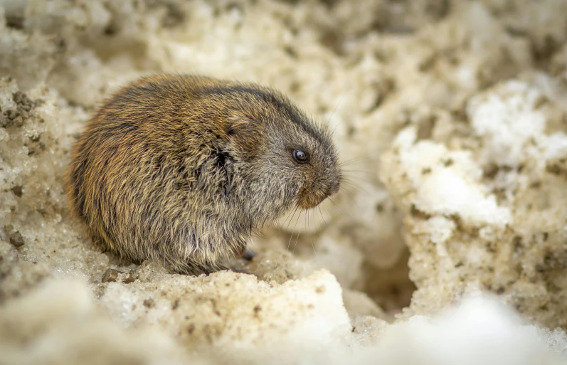 a small mouse sitting on top of a pile of dirt, a macro photograph, by Peter Churcher, unsplash, renaissance, sitting on top of a cryopod, moist brown carpet, hut, thumbnail