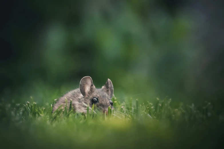 a small mouse sitting on top of a lush green field, by Matthias Weischer, outdoor photo, grey, hiding, print ready