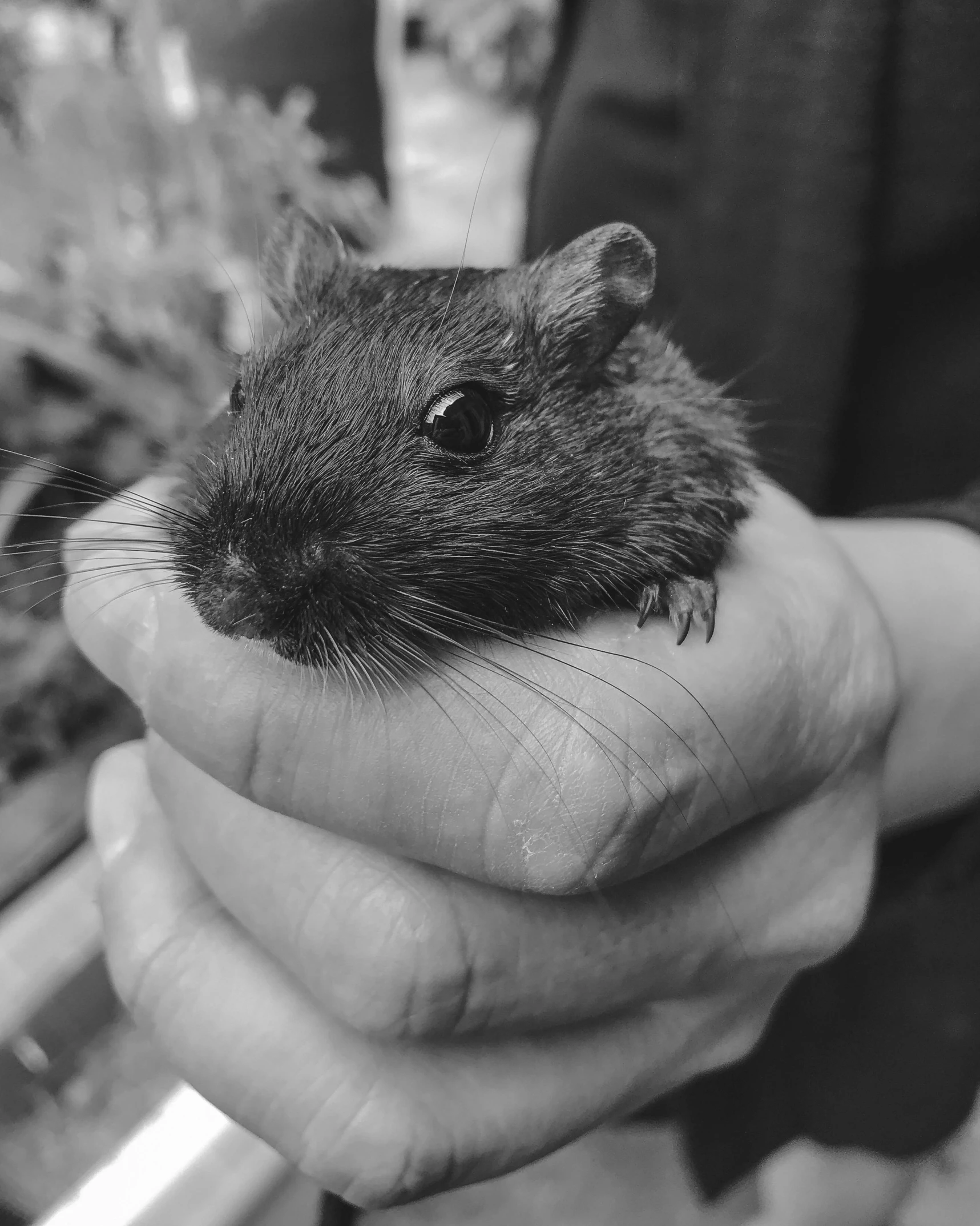 a person holding a small rode in their hand, a black and white photo, rodent, warm friendly face, large)}], naturalist