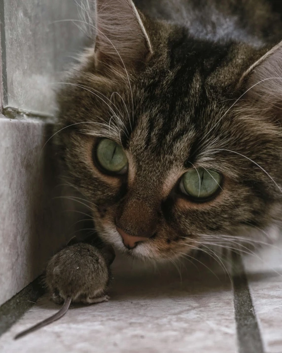 a close up of a cat with a mouse in its mouth, pexels contest winner, hiding behind obstacles, grey, multiple stories, attractive photo