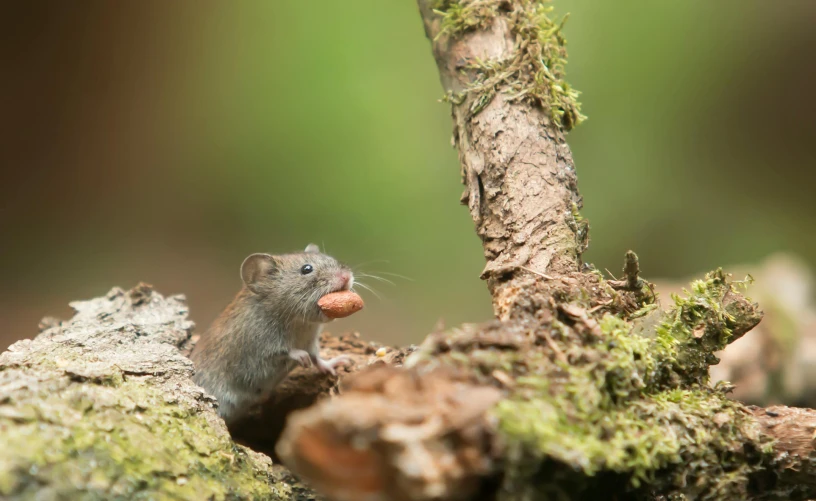 a small mouse sitting on top of a tree branch, by Peter Churcher, pexels contest winner, munching pizza, miniature forest, grey, getty images